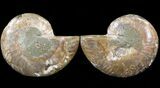Sliced Fossil Ammonite Pair - Agatized #39585-1